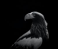 Graustufenfoto des mutigen Adlers
