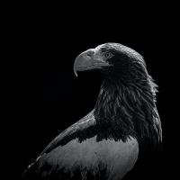 Greyscale Photo Of Bold Eagle