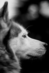 Greyscale Photo Of Wolf Head canvas print