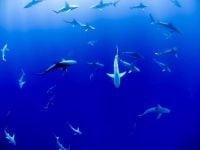 Group Of Sharks