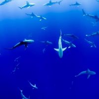 Group Of Sharks