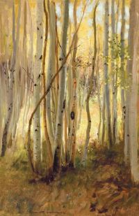 Hamilton Sunlit Birch Forest canvas print