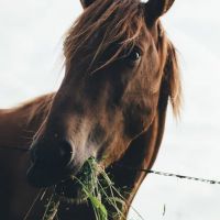 Paard dat gras eet