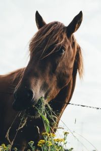 Pferd isst Gras