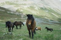 Horses Herd On Grassland