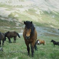 Paardenkudde op grasland
