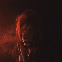 Rey de la jungla - León en la oscuridad