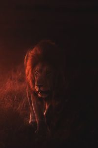 König des Dschungels - Löwe im Dunkeln