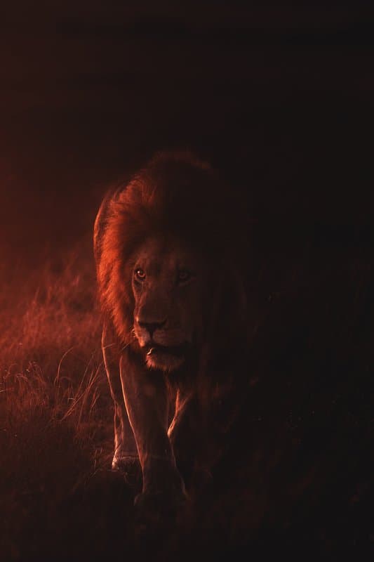 Tableaux sur toile, reproduction de King Of The Jungle - Lion In The Dark