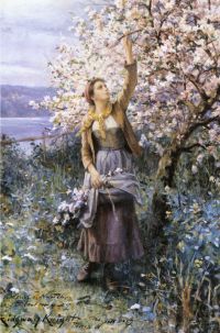 Ritter sammelt Apfelblüten