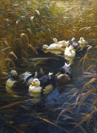 Koester Alexander Ducks In Autumn canvas print