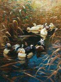 Koester Alexander Ducks In Autumn Reeds Leinwanddruck