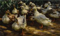 Koester Alexander Ducks In Sunlight canvas print