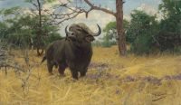 Kuhnert Wilhelm A Kaffir Buffalo In The Savannah canvas print