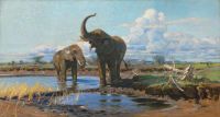 Kuhnert Wilhelm Elefanten an einer Wasserstelle