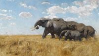 Kuhnert Wilhelm Elephants On The Move canvas print