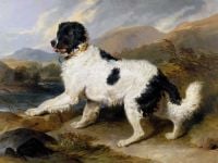 لاندسير إدوين كلب نيوفاوندلاند 1824