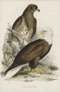 Lear Edward White Headed Eagle 1832 37 canvas print