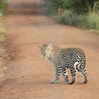 Leopardo en camino de tierra