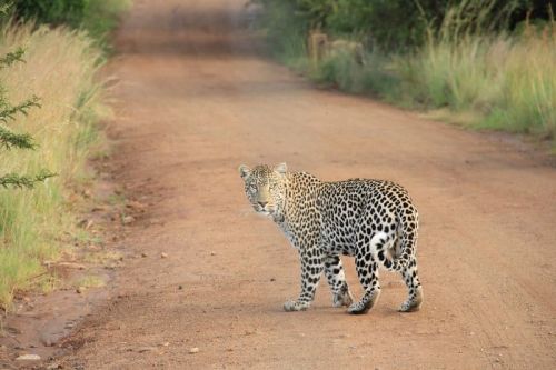 Leopard On Dirt Road canvas print