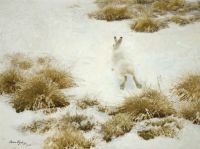 Liljefors Bruno The Snow Hare