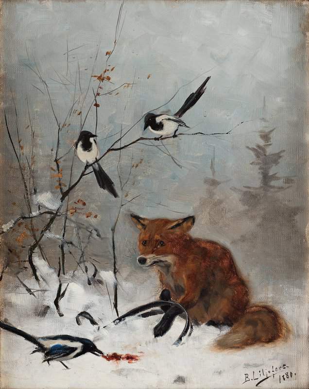 Liljefors Bruno Trapped Fox canvas print