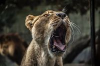 Lioness Yawning canvas print
