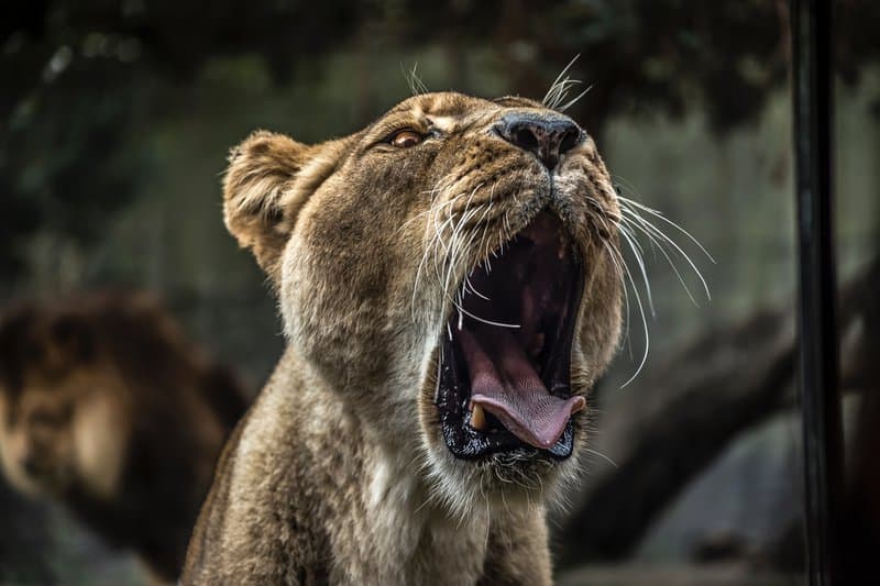 Tableaux sur toile, reproduction de Lioness Yawning