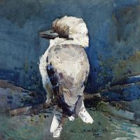 Long Sydney Kookaburra 1910