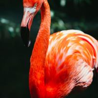 Macro Flamingo