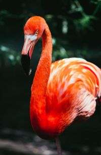 Macro Flamingo