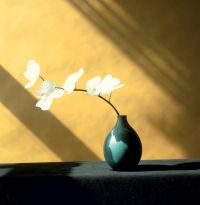 Mapplethorpe Orchid E 1946-1989