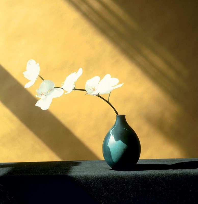 Tableaux sur toile, reproduction de Mapplethorpe Orchid E 1946-1989