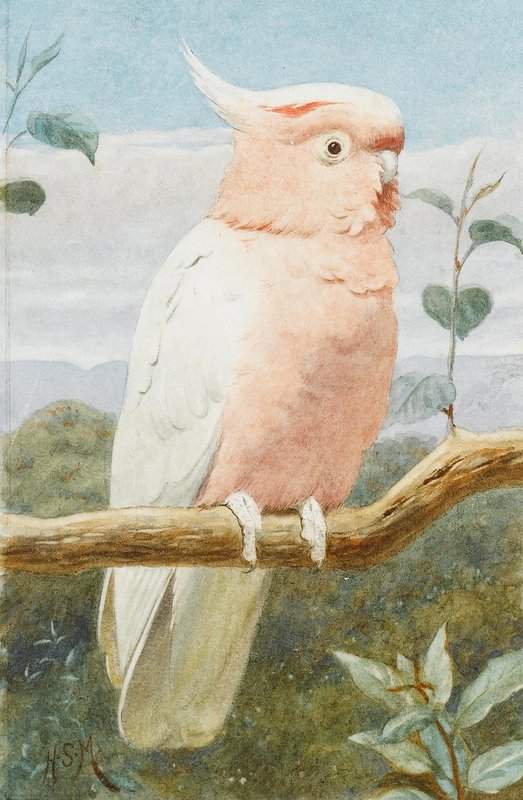 Marks Henry Stacy A Pink Cockatoo canvas print