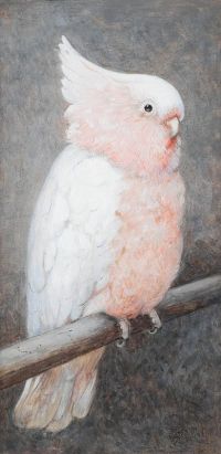Marks Henry Stacy Cockatoo Perching On A Branch canvas print