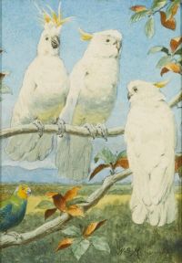 Marks Henry Stacy Cockatoos