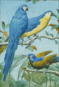 Marks Henry Stacy Parakeet And Parrots