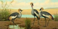 Marks Henry Stacy South African Crowned Cranes canvas print