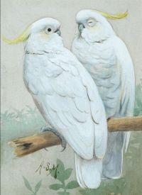 Marks Henry Stacy Sulphur Crested Cockatoos canvas print