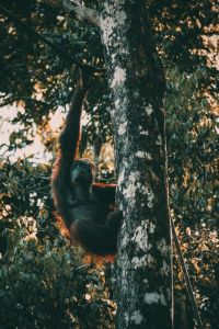Monkey In A Tree