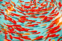 Orangefarbenes Fisch-Tourbillon
