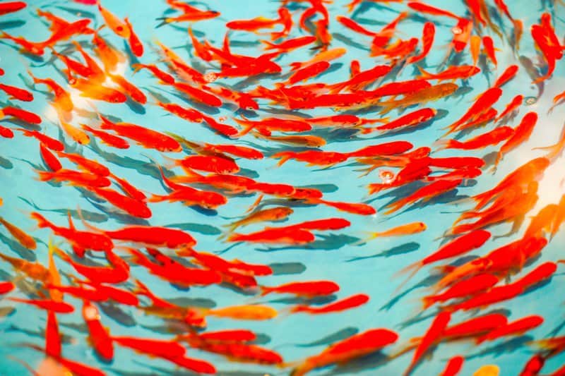 Tableaux sur toile, reproduction de Orange Fish Tourbillon