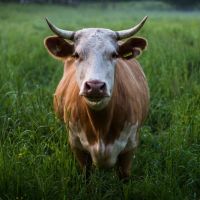 nuestra querida vaca