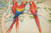 Peterson Jane Parrots canvas print