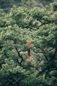 Roter Papagei auf Baum