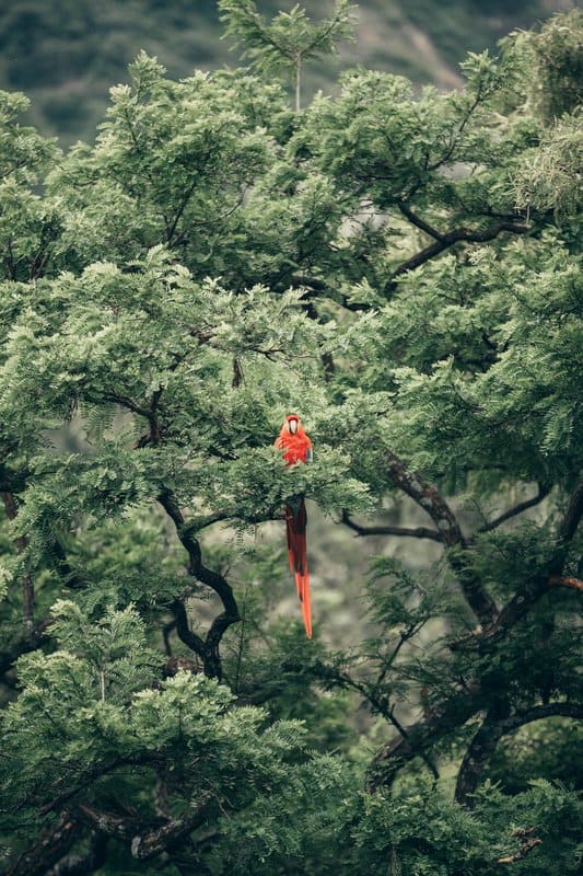 Tableaux sur toile, reproduction de Red Parrot On Tree