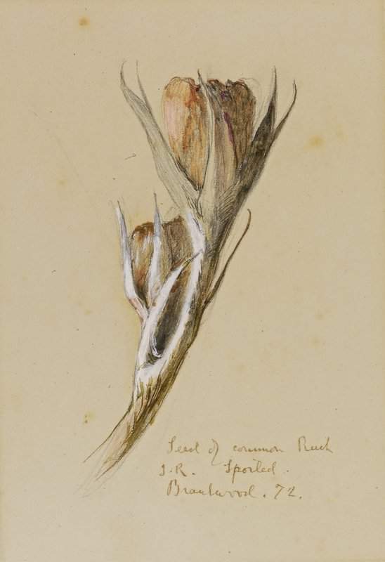Ruskin John A Seed Of The Common Rush 1872 canvas print