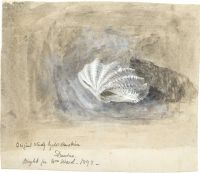 Ruskin John Study Of A Shell Ca. 1870 canvas print