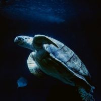 tortuga marina con peces