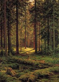 Shishkin Ivan Ivanovich A Sunny Day In The Coniferous Forest